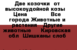 Две козочки  от высокоудойной козы › Цена ­ 20 000 - Все города Животные и растения » Другие животные   . Кировская обл.,Шишканы слоб.